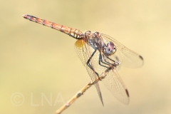 Trithemis annulata
