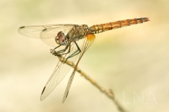 Trithemis annulata