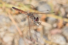 Trithemis annulata
