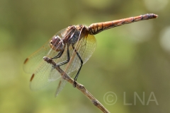 Trithemis annulata