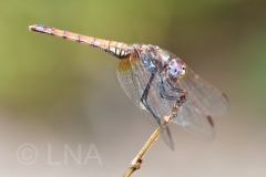Trithemis annulata