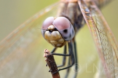 Trithemis annulata
