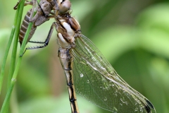 Orthetrum albistylum