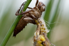 Libellula quadrimaculata