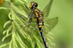 Leucorrhinia dubia