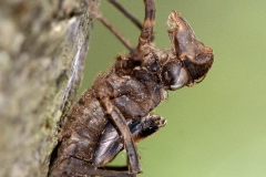 Oxygastra curtisii