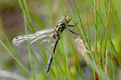 Leucorrhinia dubia