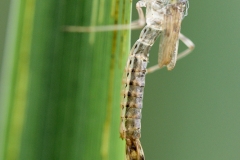 Chalcolestes viridis