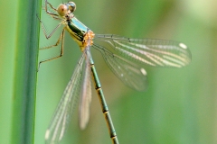 Chalcolestes viridis