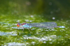 Erythromma viridulum