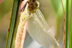 Somatochlora arctica