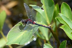 Leucorrhinia dubia