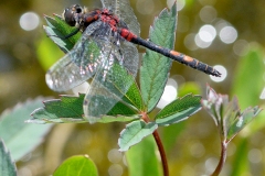 Leucorrhinia dubia