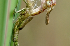 Pyrrhosoma nymphula