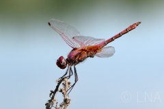 Trithemis annulata
