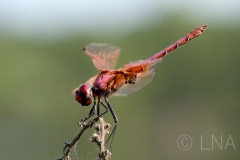 Trithemis annulata