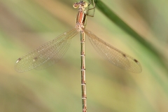 Lestes barbarus