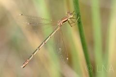 Lestes barbarus