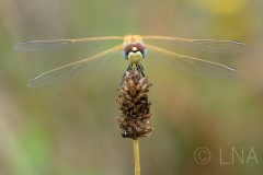 Sympetrum fonscolombii