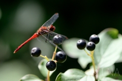 Sympetrum sanguineum