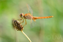Crocothemis erythraea