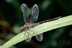 Aeshna mixta