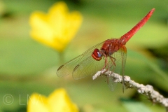 Crocothemis erythraea