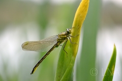 Gomphus pulchellus