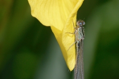 Ischnura elegans