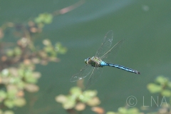 Anax imperator