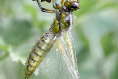 Libellula depressa