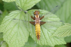 Libellula depressa