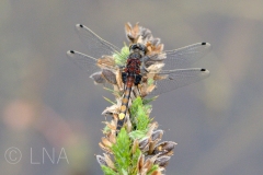 Leucorrhinia pectoralis
