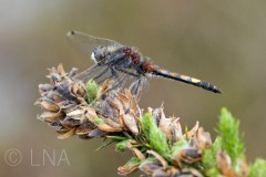 Leucorrhinia pectoralis
