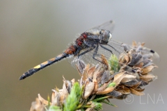 Leucorrhinia pectoralis