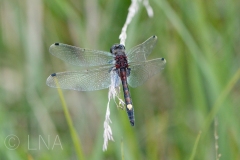 Leucorrhinia pectoralis