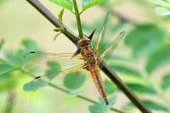 Libellula fulva