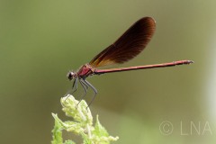 Calopteryx haemorrhoidalis