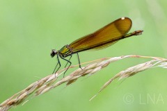 Calopteryx haemorrhoidalis