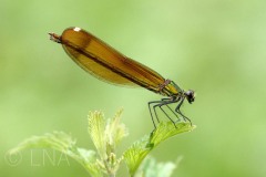 Calopteryx haemorrhoidalis