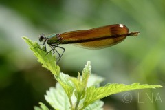 Calopteryx haemorrhoidalis