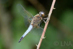 Libellula fulva
