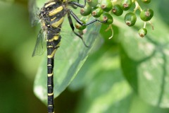 Cordulegaster boltonii