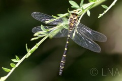 Cordulegaster bidentata