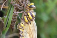 Cordulegaster boltonii