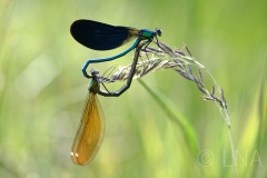 Calopteryx virgo