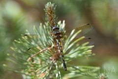 Oxygastra curtisii