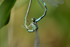 Coenagrion hastulatum