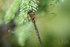 Somatochlora flavomaculata