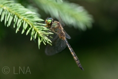 Somatochlora flavomaculata